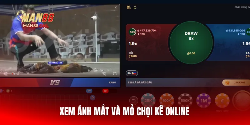 Xem ánh mắt và mỏ chọi kê online
