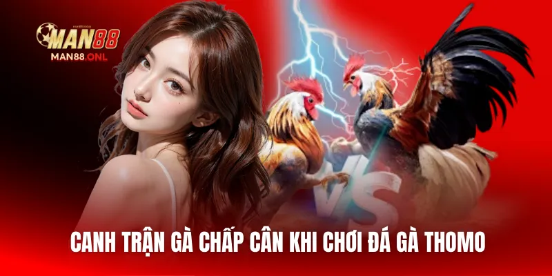Canh trận gà chấp cân khi chơi đá gà Thomo