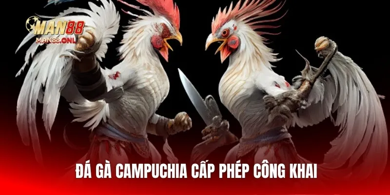 Đá gà Campuchia cấp phép công khai