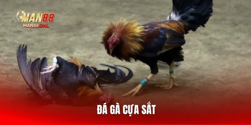 da-ga-cua-sat