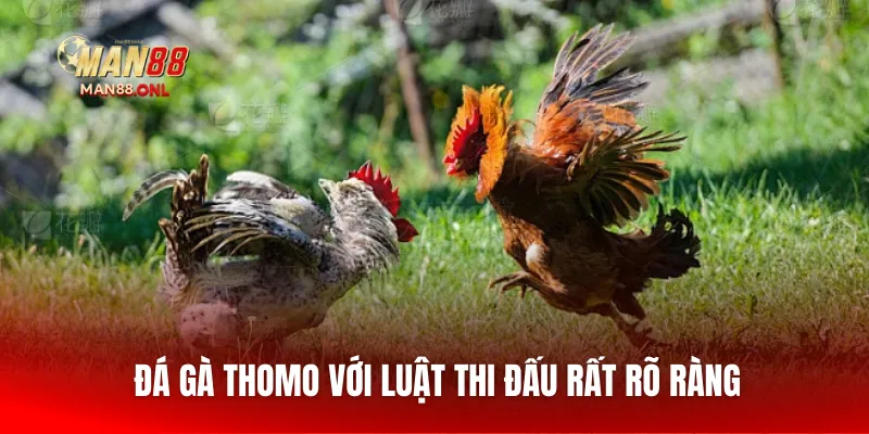 Đá gà Thomo với luật thi đấu rất rõ ràng