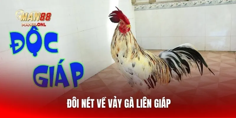 Đôi nét về vảy gà liên giáp