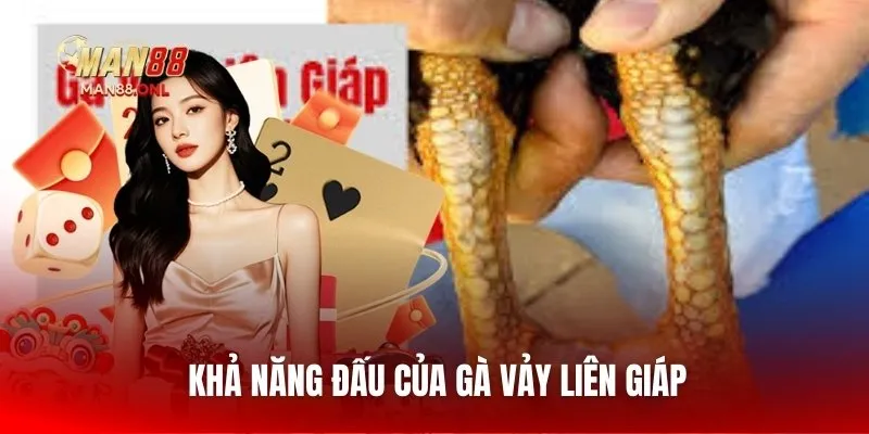Khả năng đấu của gà vảy liên giáp