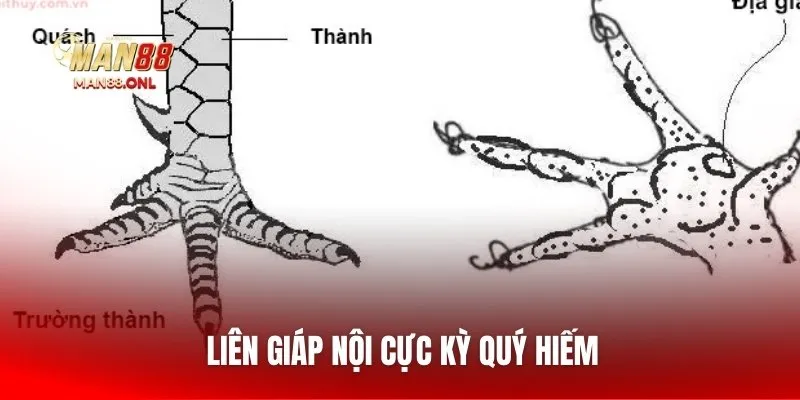 Liên giáp nội cực kỳ quý hiếm