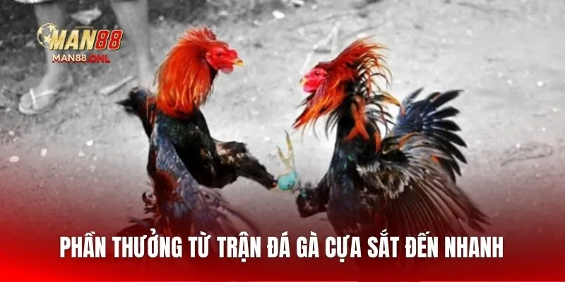 Phần thưởng từ trận đá gà cựa sắt đến nhanh 