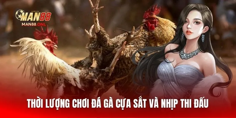 Thời lượng chơi đá gà cựa sắt và nhịp thi đấu 