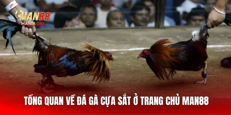 Tổng quan về đá gà cựa sắt ở trang chủ Man88