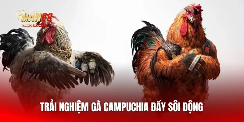 Trải nghiệm gà campuchia đầy sôi động 