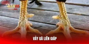 vay-ga-lien-giap
